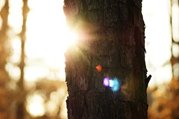 Sonnenlicht im Wald